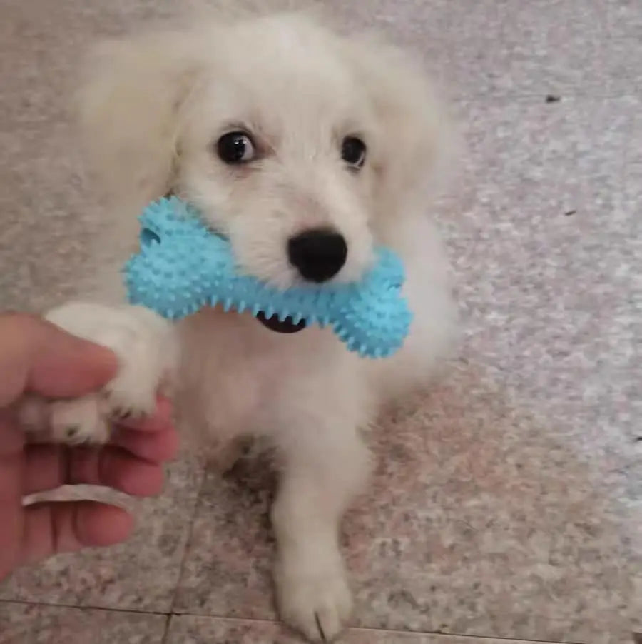 Durable Squeaky Dog Chew Toys - Blue