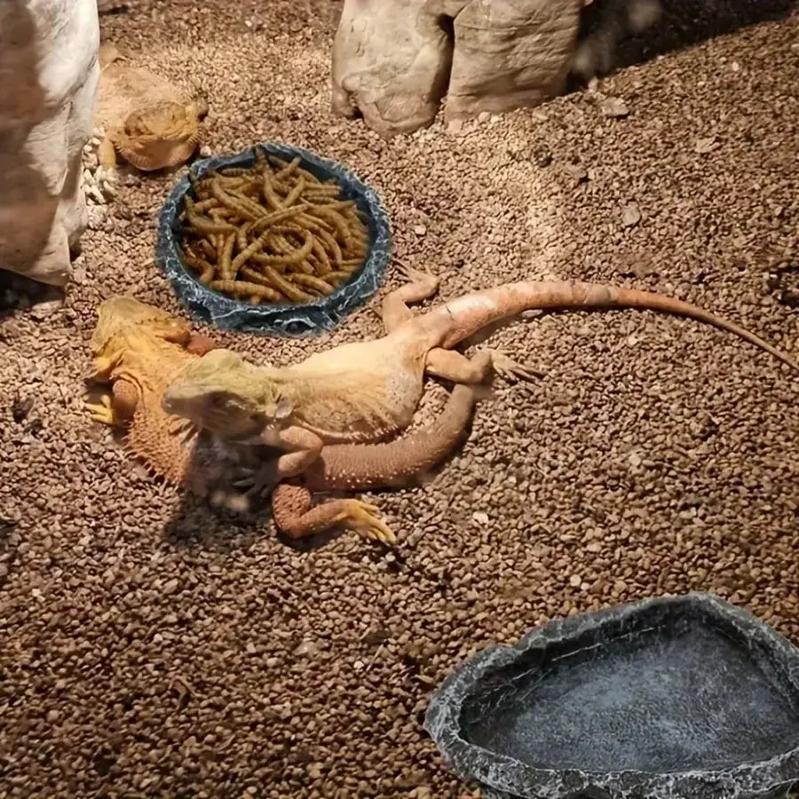 1 Pcs Small Reptiles Realistic Stone Feeding and Water Bowl