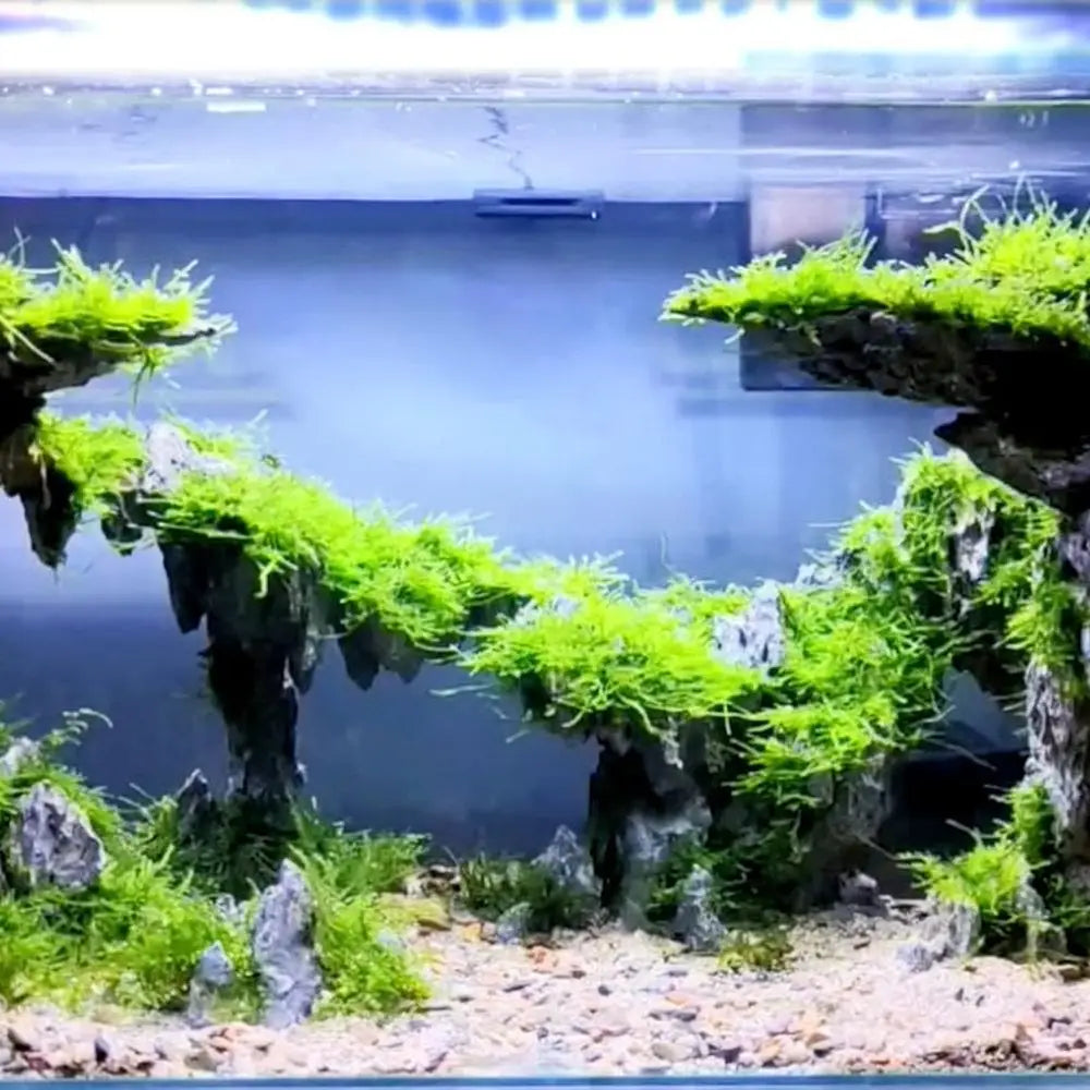 Twilight-Themed Aquarium Rocks for Aquascaping